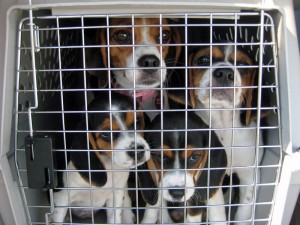 A "clan" of beagles flown to safety from a NC kill shelter